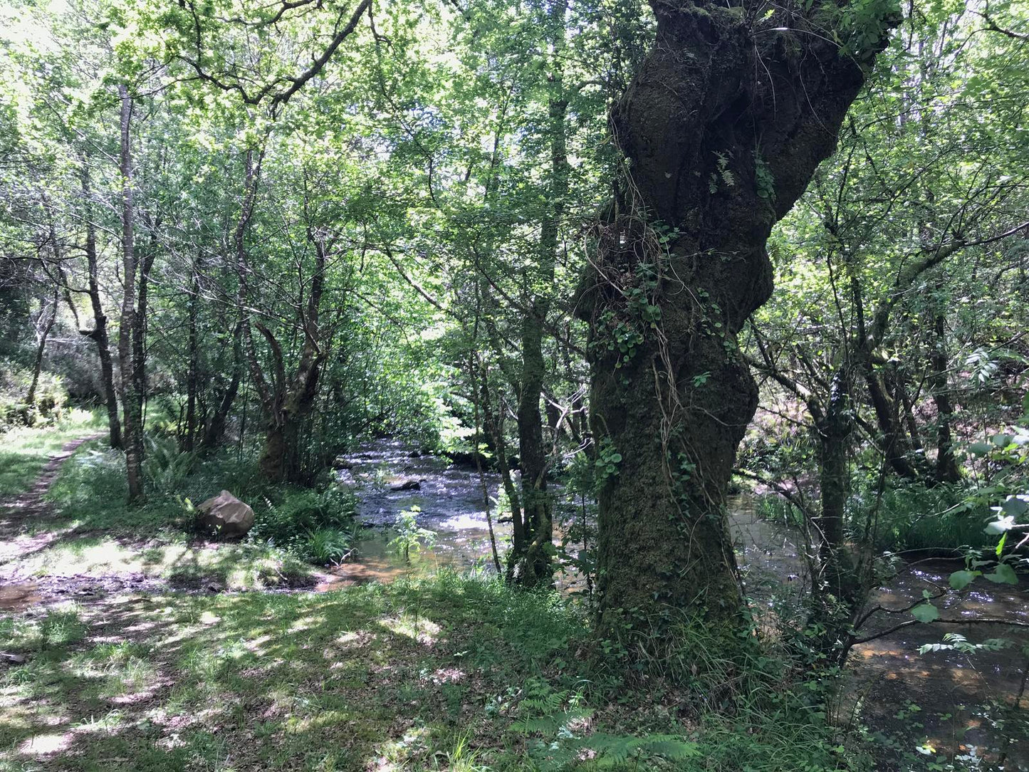 Ruta de senderismo PR G-166. Fervenzas de Toques e das Brañas. (22 de febrero)
