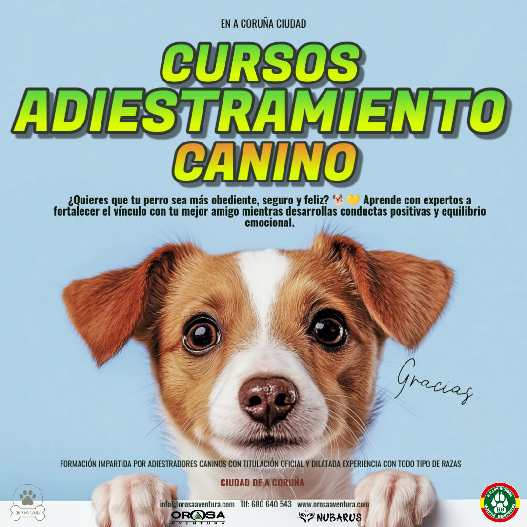 Curso en adiestramiento y educación canina.