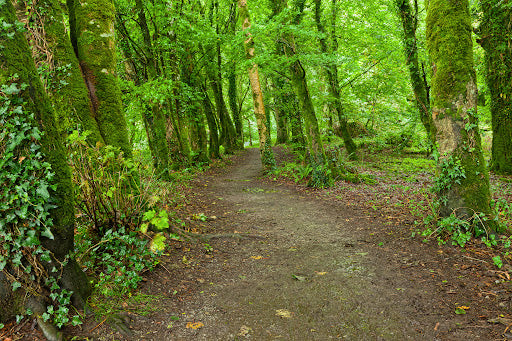 Camino de Santiago. 1ª Etapa Sarria-Portomarín.