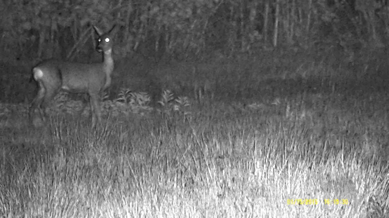 Monocular de visión nocturna Nachtjäger NH-1 6x50 NORTHVIVOR