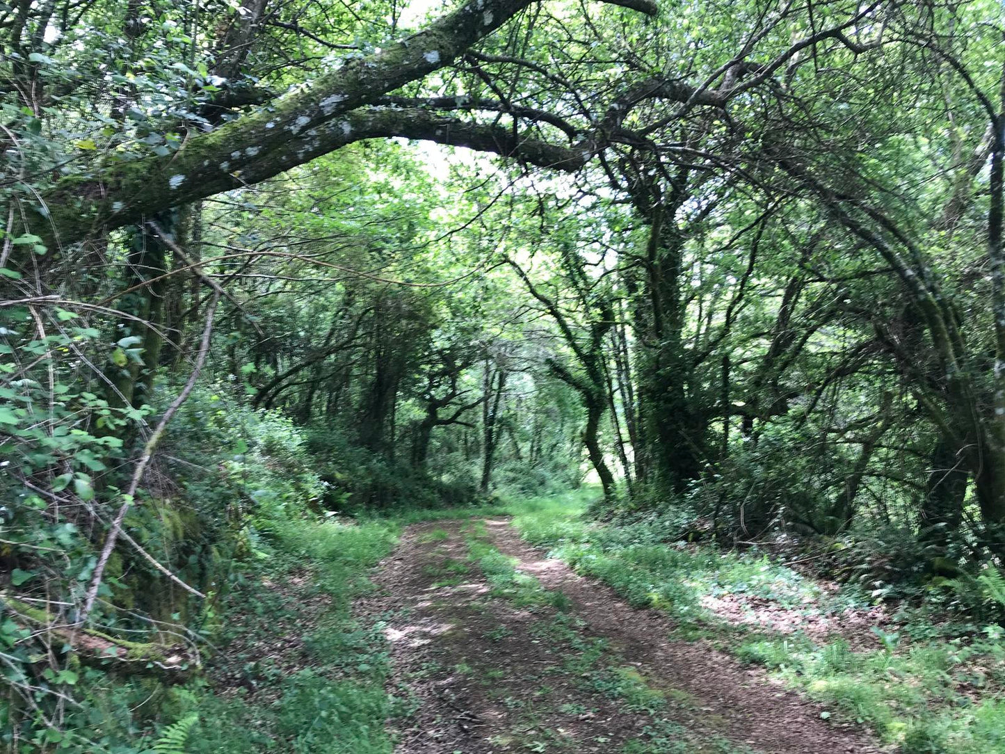 Ruta de senderismo PR G-166. Fervenzas de Toques e das Brañas. (22 de febrero)