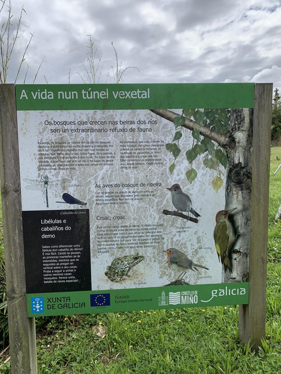 Senderos de la vida oculta. Ruta dos Muíños do Río Medio (5 de julio)
