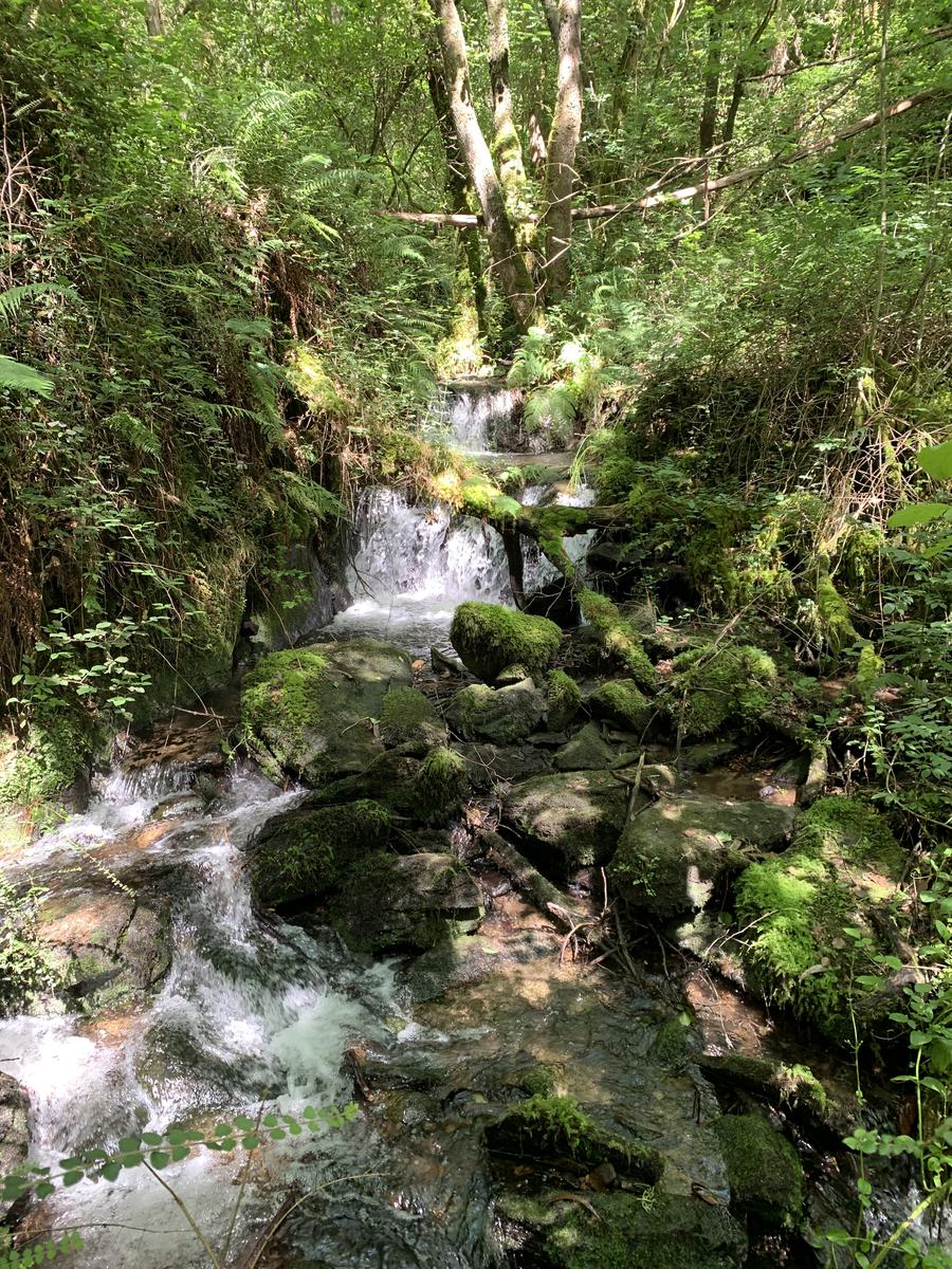 Senderos de la vida oculta. Ruta dos Muíños do Río Medio (5 de julio)