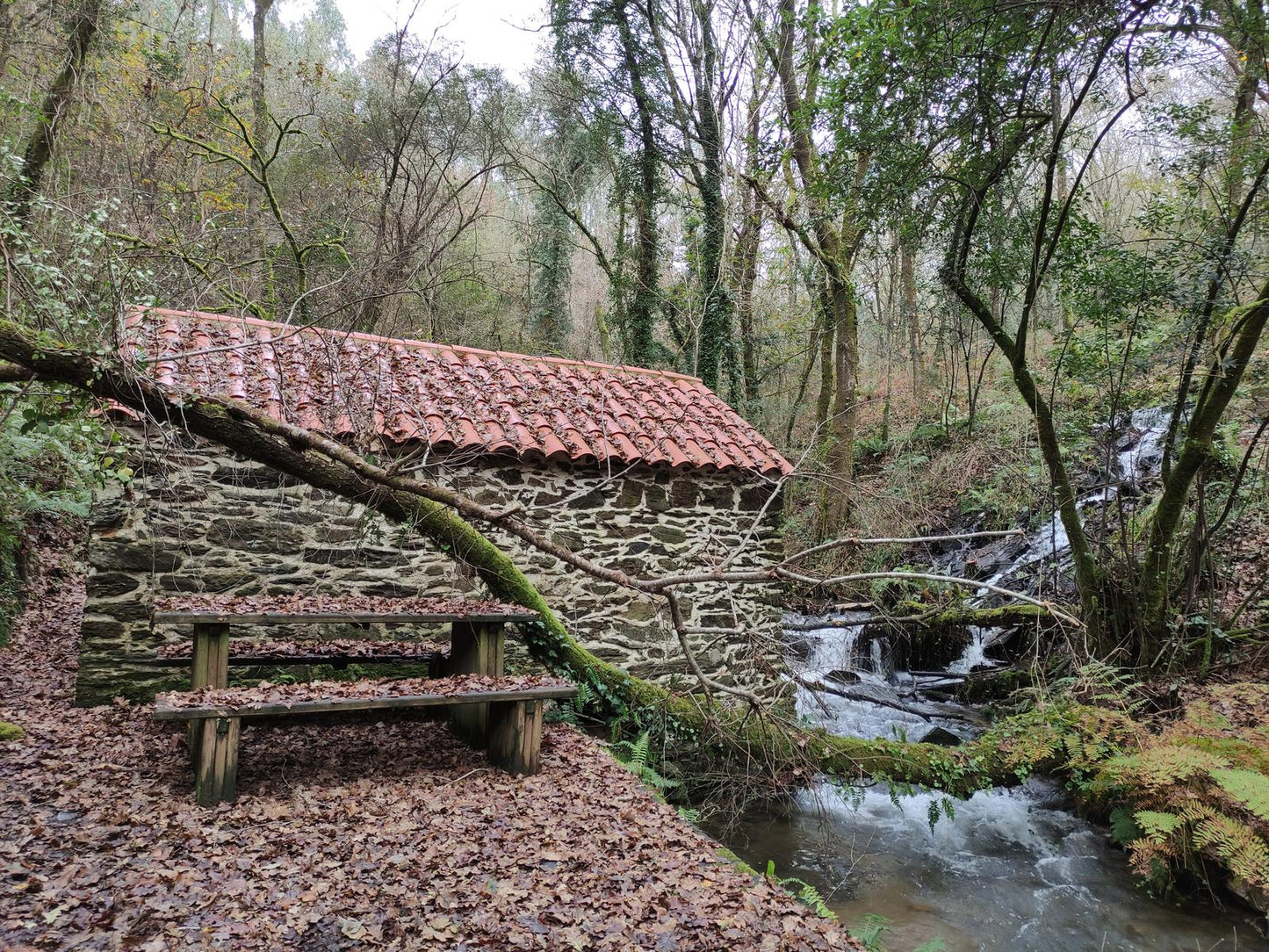 Senderos de la vida oculta. Ruta dos Muíños do Río Medio (5 de julio)
