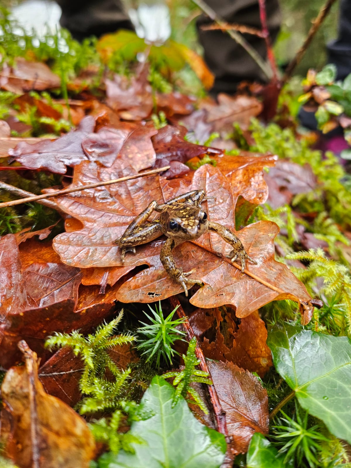 Ruta de senderismo "Senderos de la vida oculta"  (29 de Marzo , 2026)