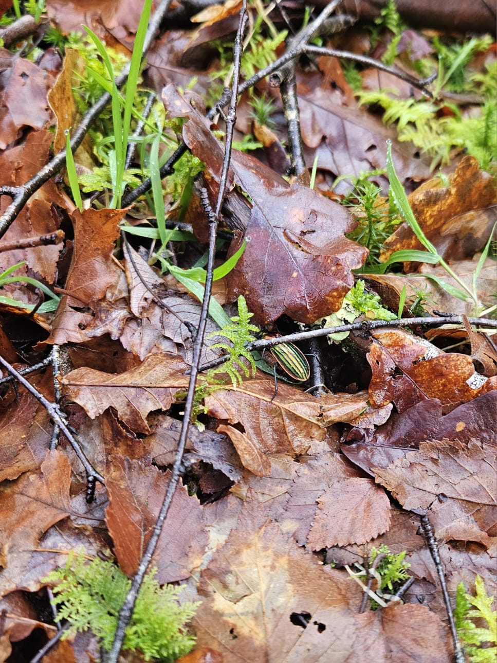 Ruta de senderismo "Senderos de la vida oculta"  (29 de Marzo , 2026)