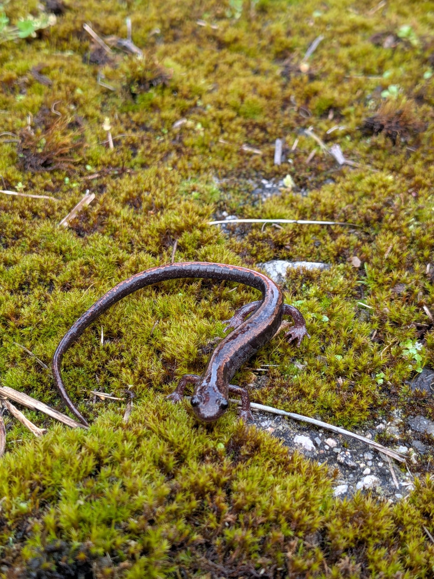 Ruta de senderismo "Senderos de la vida oculta"  (29 de Marzo , 2026)