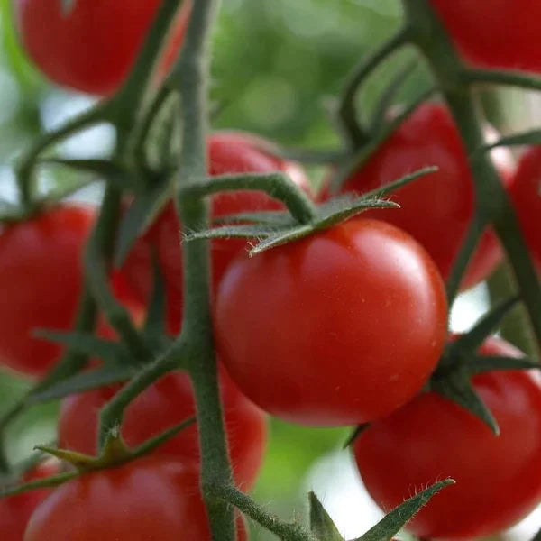 Semillas de Tomate Cherry con Pod de Cultivo Especial.